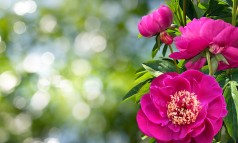 News image: Slecht pioenenjaar en geen CNB Dutch Peony Days!